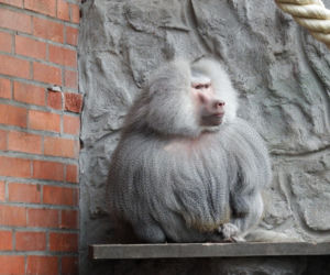 Tak wyglądają zwierzęta mieszkające w śląskim ZOO