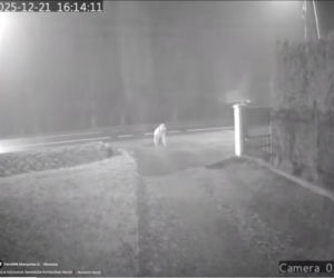 Dramat pod Krakowem. Seniorka czołgała się po jezdni, minęło ją kilkanaście samochodów