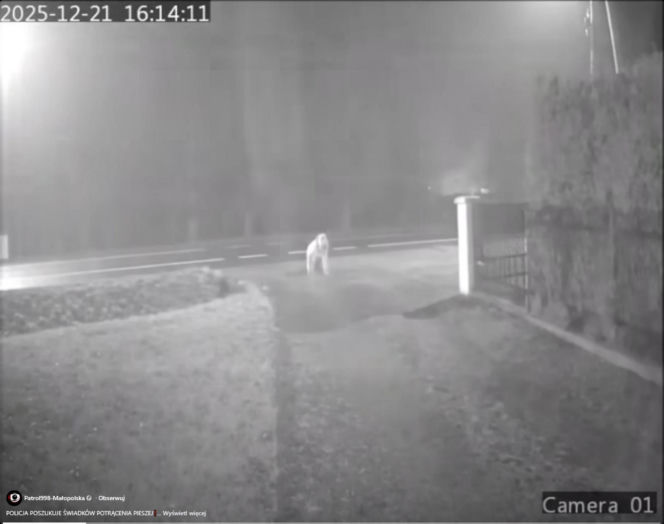 Dramat pod Krakowem. Seniorka czołgała się po jezdni, minęło ją kilkanaście samochodów