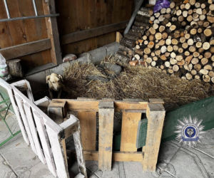 Szokująca interwencja w Chełmie