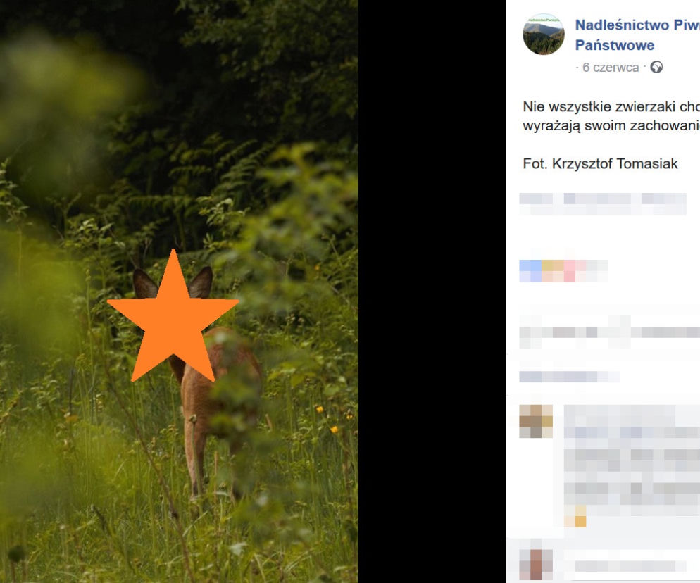 Niezwykły model celebryta przyłapany w lesie. Swoje niezadowolenie wyraził dosadnie