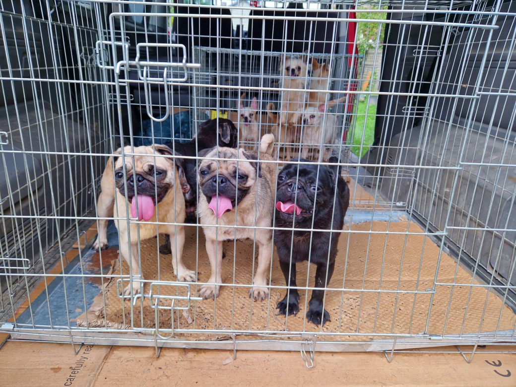 OTOZ Animals interwencja w Żywcu