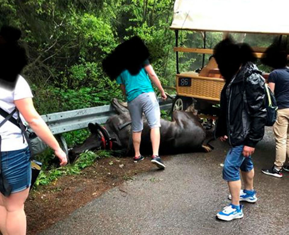 Wypadek konia na trasie do Morskiego Oka