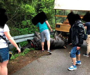Wypadek konia na trasie do Morskiego Oka