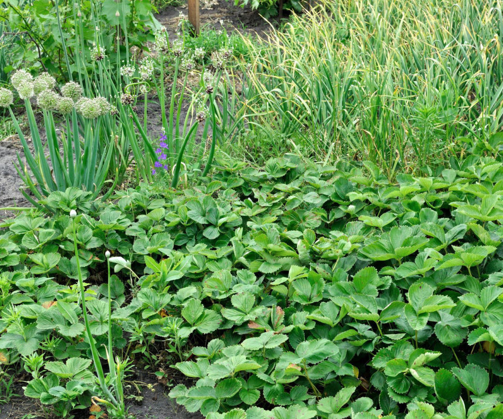 Co sadzić obok truskawek, a czego nie sadzić?
