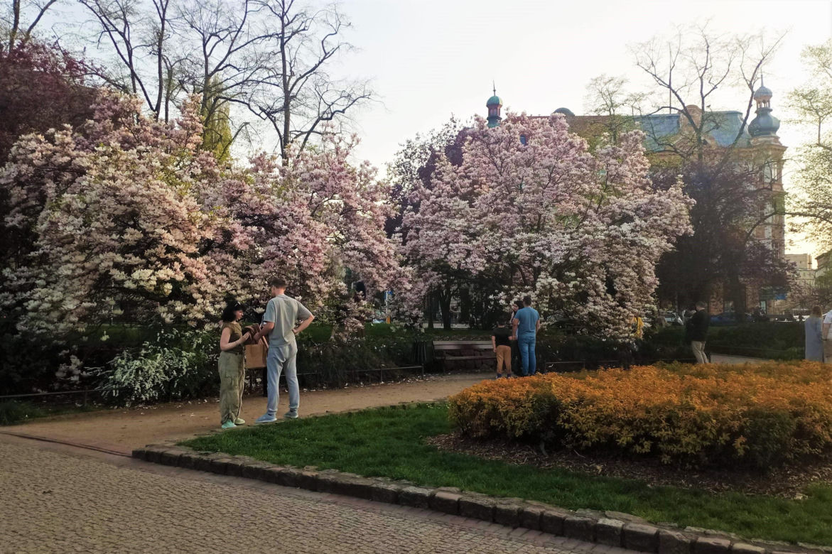 Magnolie w Szczecinie