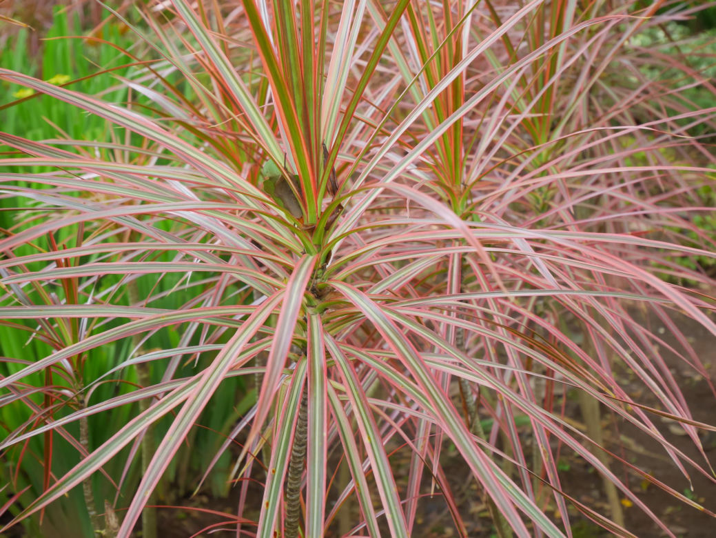 Dracena obrzeżona, Dracena marginata