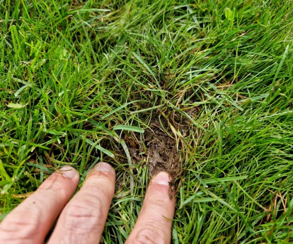 Weź wiadro, wsyp 3 czubate łyżki i rozsyp po trawniku przed zimą. Dzięki temu wiosną nie będzie łysych placków. Pielęgnacja trawnika przed zmianą pogody