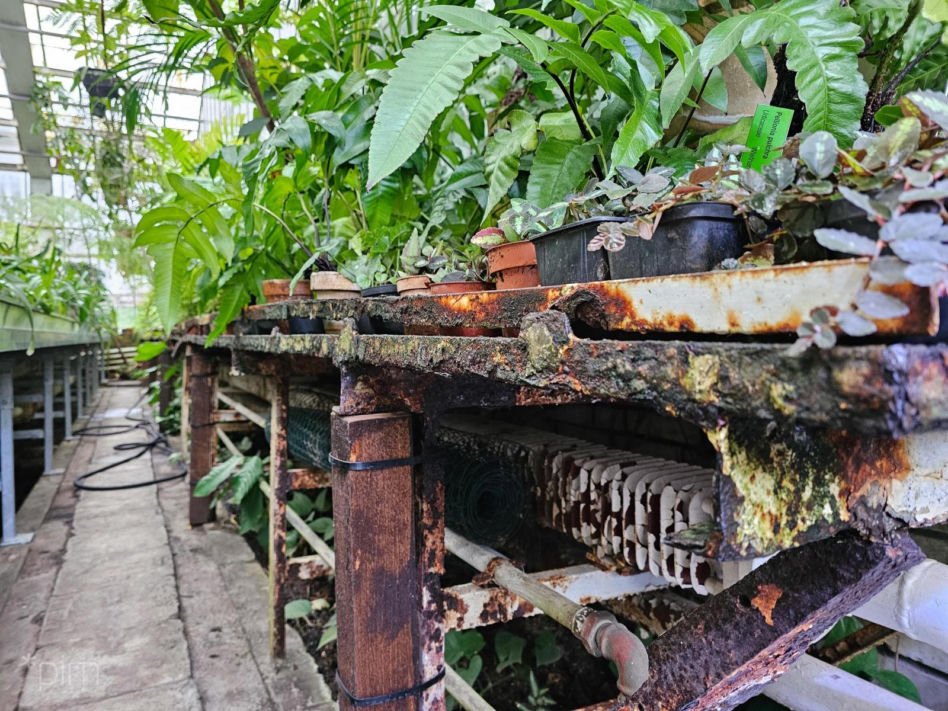 Palmiarnia Poznańska – stan obecny
