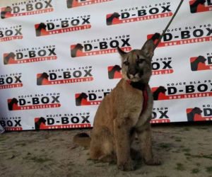 Śląskie: Dramatyczna akcja! Weteran z Afganistanu i puma: To moje dziecko