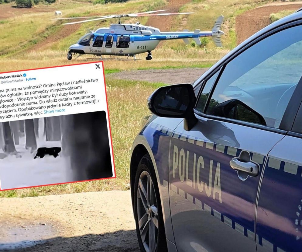 Puma na Dolnym Śląsku? Do akcji wkroczył policyjny śmigłowiec!