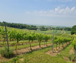 Dariusz Rosół. Pierwszy winiarz w Polsce, który może robić wino mszalne