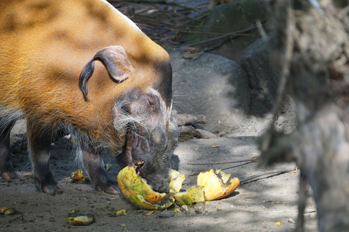 Zoo Wrocław: Świnie rzeczne