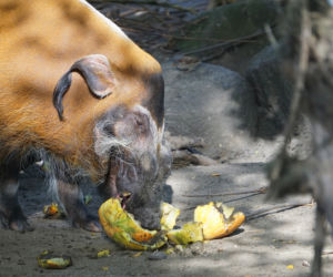 Zoo Wrocław: Świnie rzeczne