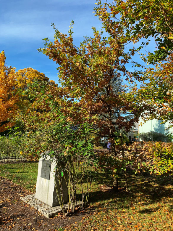 Jesień w ogrodzie botanicznym we Wrocławiu