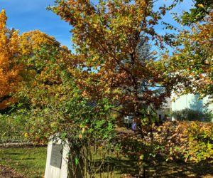 Jesień w ogrodzie botanicznym we Wrocławiu