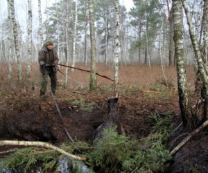 Wyciągnęli klępę z podlaskiego bagna
