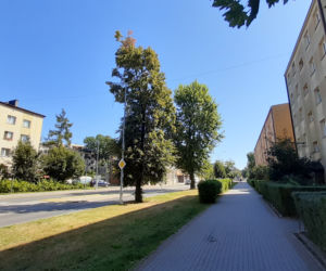Wycinka drzewa oprotestowana