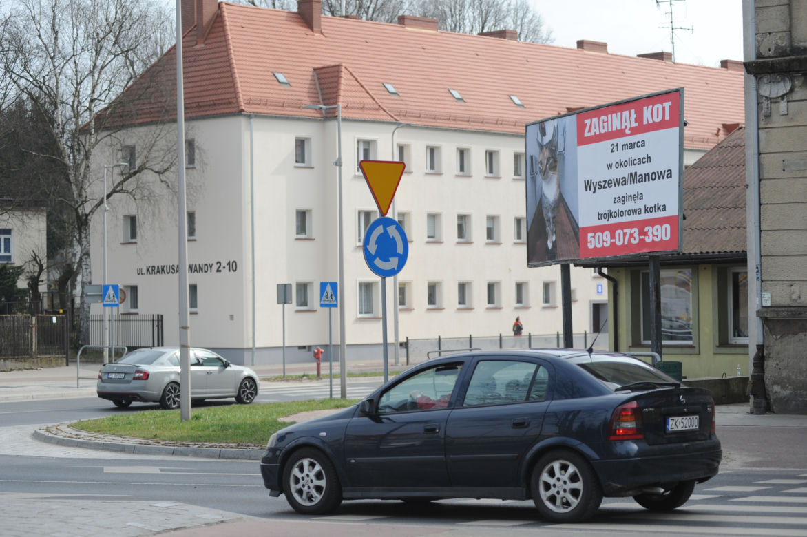Koszalin: Poszukiwania kota