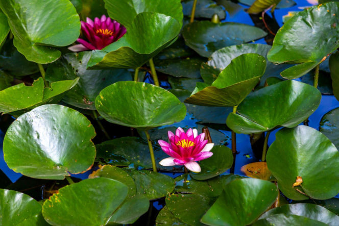 Rośliny do oczka wodnego