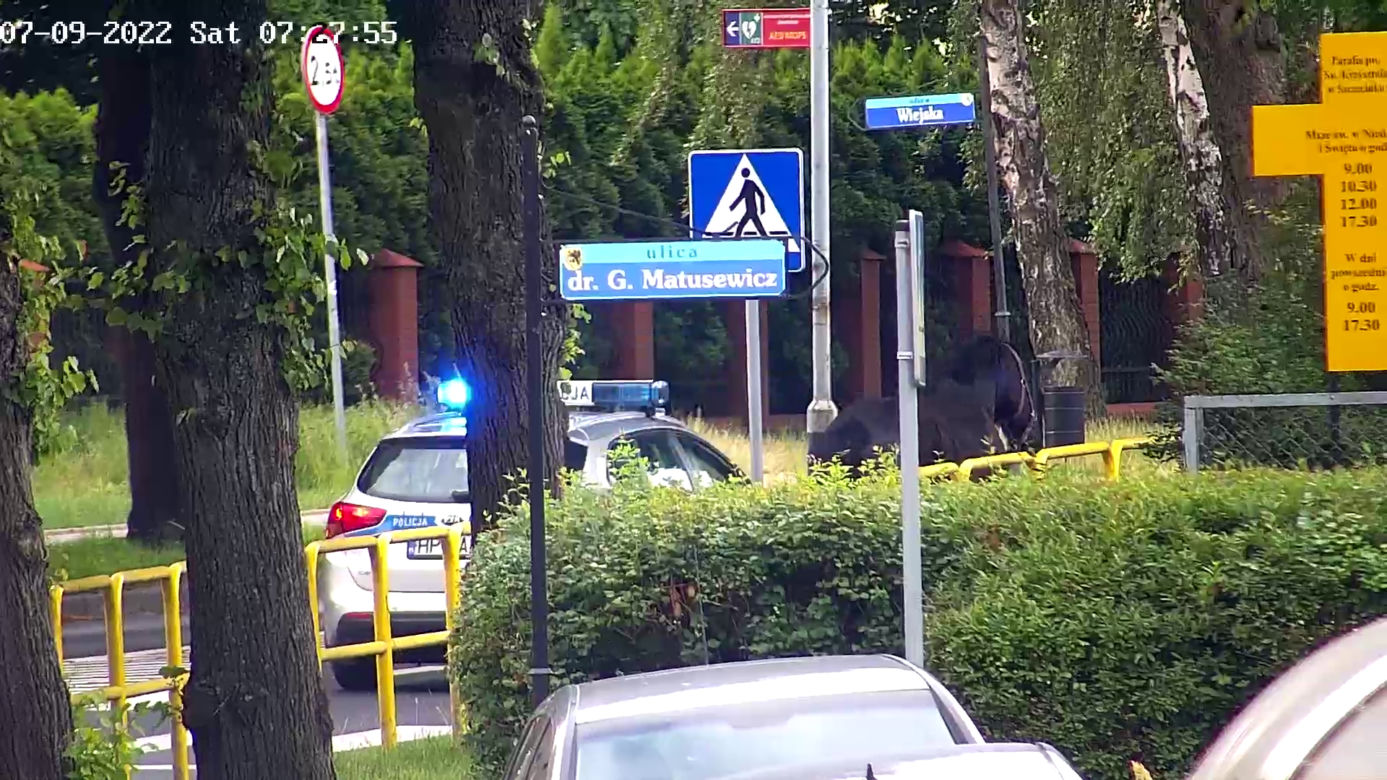 Konik na gigancie. Niecodzienna akcja w centrum Szczecinka