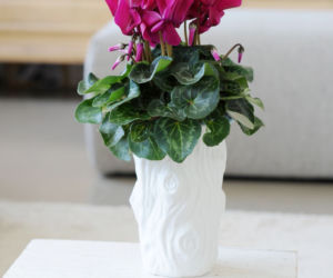 cyclamen3.jpg