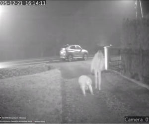 Dramat pod Krakowem. Seniorka czołgała się po jezdni, minęło ją kilkanaście samochodów