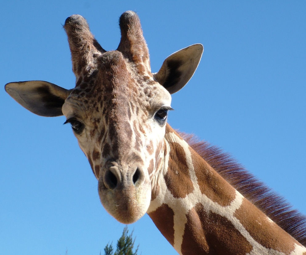 W zoo powstanie m.in. nowy wybieg dla żyraf