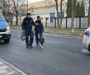 Auto rozwalone o drzewo. Nie żyje pasażerka, kierowca zwiał