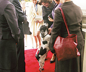 Draka z Królową
