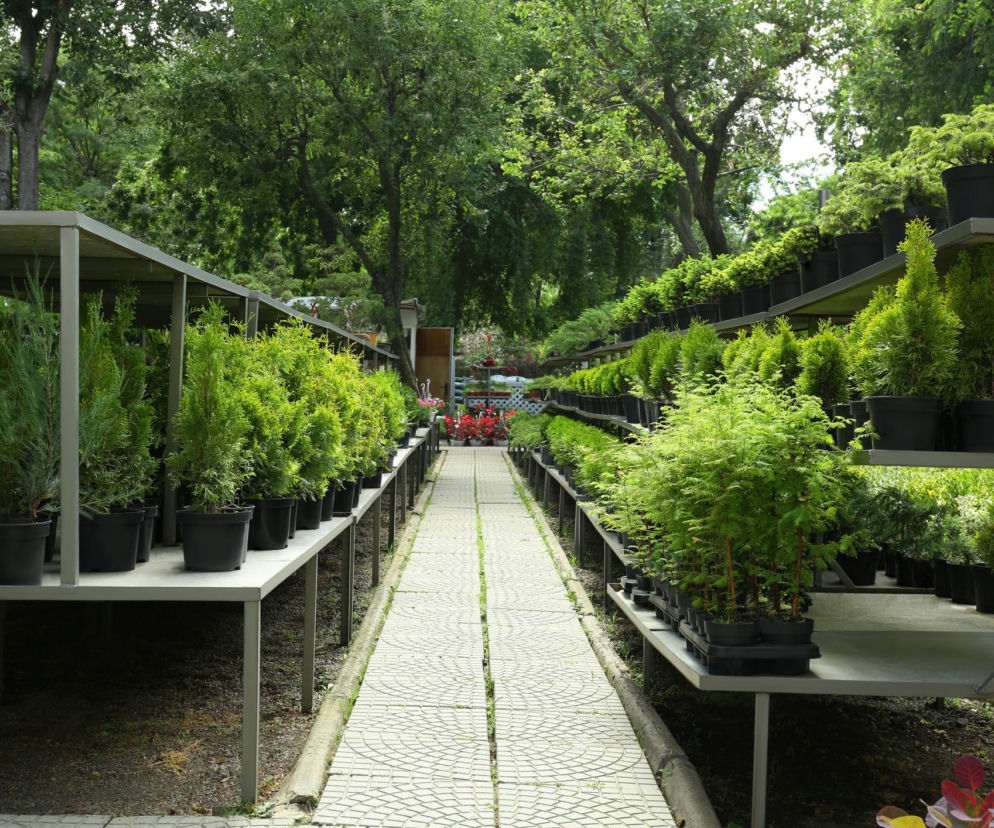 W sklepach rośliny są obecnie sprzedawane zwykle w tymczasowych plastikowych doniczkach