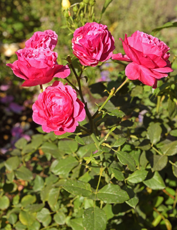 Róża wielokwiatowa 'Kaffe Fassett Rose®'