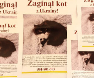 Odnalazł się zaginiony w Krakowie kot uchodźców z Ukrainy. To prawdziwy cud