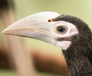 We wrocławskim zoo na świat przyszły trzy dzioborożce