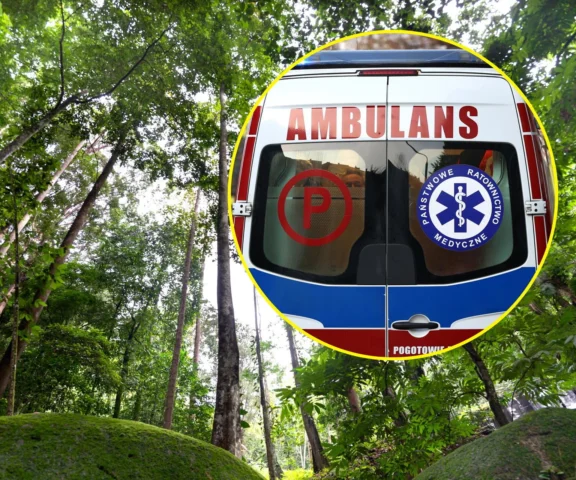 Horror w lesie. Drzewo przygniotło 37-latkę! Dramatyczna akcja