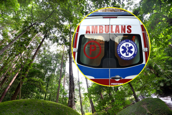 Horror w lesie. Drzewo przygniotło 37-latkę! Dramatyczna akcja ratunkowa