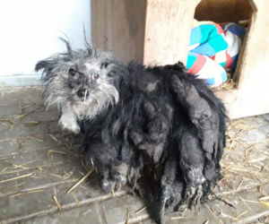 Skrajnie zaniedbane suczki LEDWO żyły! Miały na sobie aż 6 kilogramów kołtunów [ZDJĘCIA]