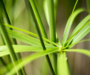 Cibora zmienna (papirus)