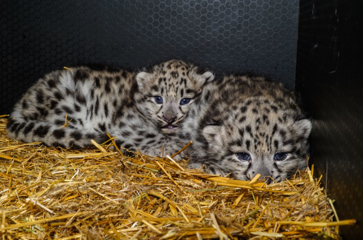 Spójrzcie na te słodkie oczka! Młode pantery śnieżne przyszły na świat w ZOO Wrocław