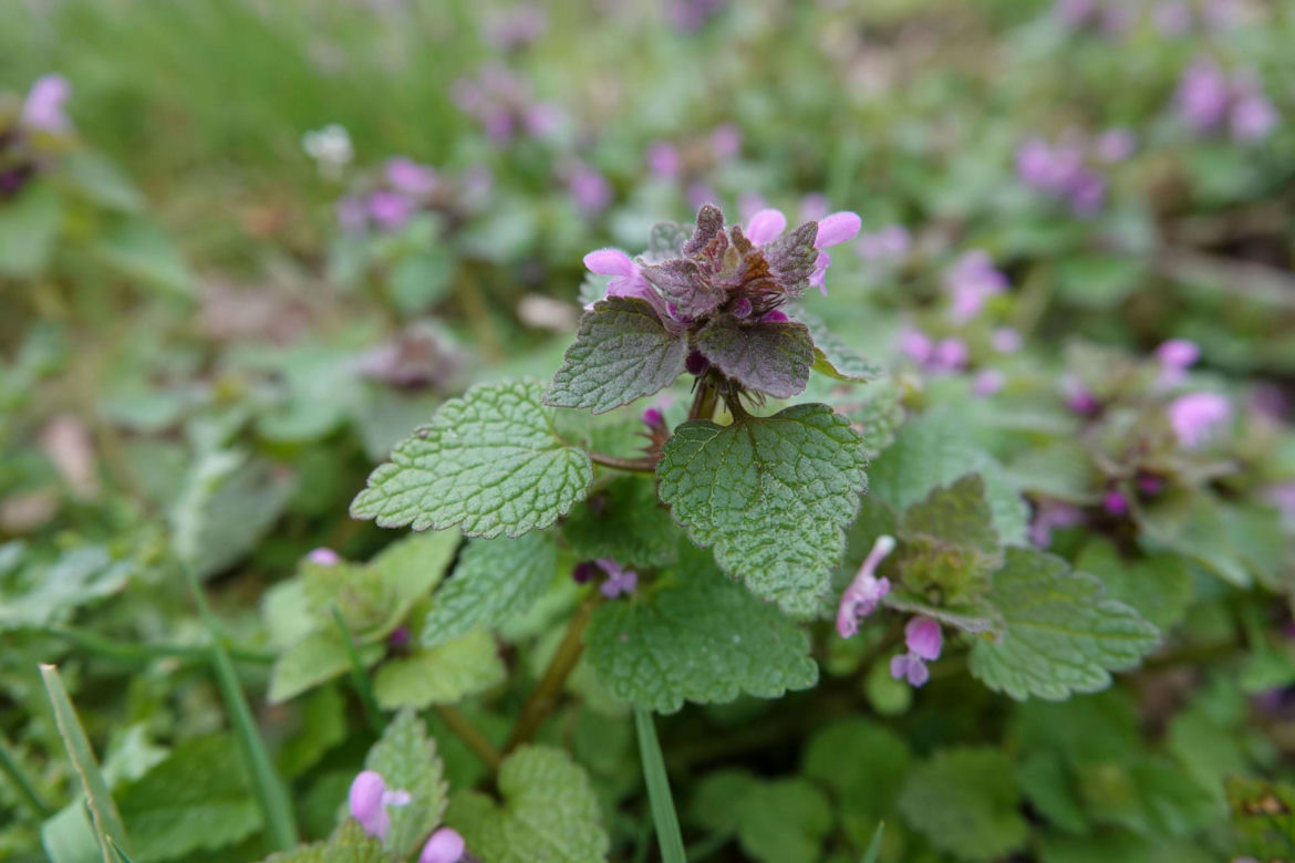 Jasnota purpurowa