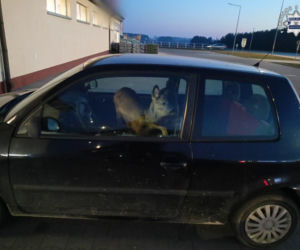 Przewoziła sarnę na siedzeniu pasażera