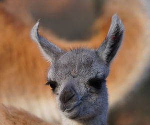 We wrocławskim zoo urodziło się gwanako