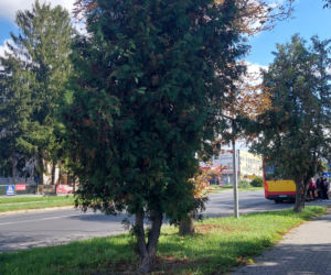 ul. Peowiaków w Zamościu