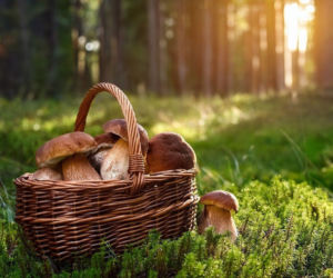 Tajne miejscówki, pełne koszyki i domowe zapasy. Grzybowy sezon w pełni - szef kuchni podpowiada, jak zachować smak lasu na dłużej