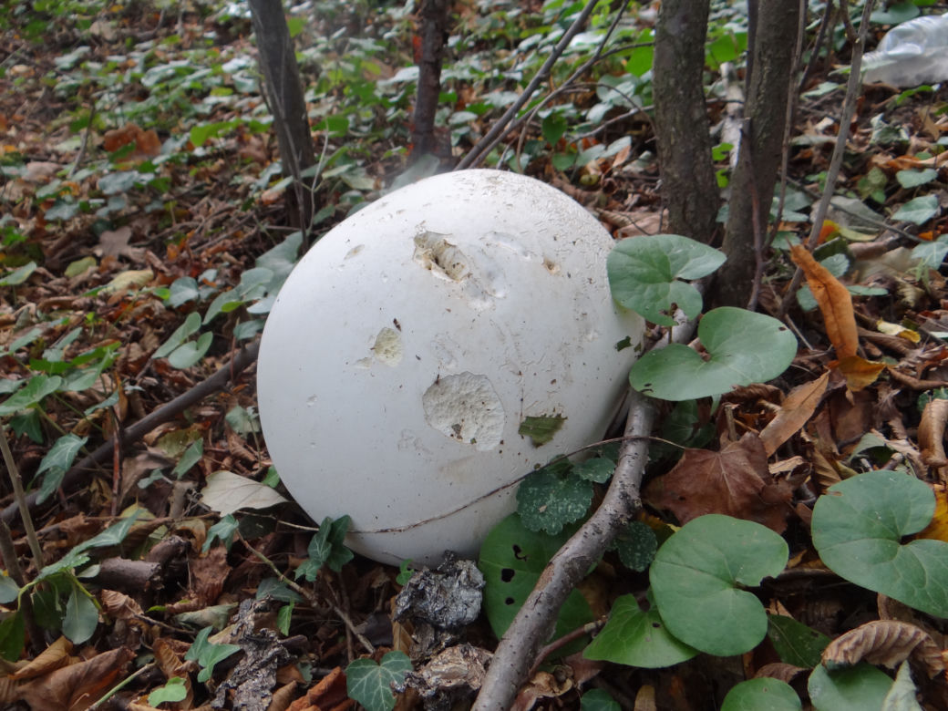 Czasznica olbrzymia