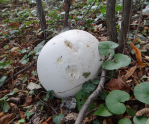 CZASZNICA OLBRZYMIA