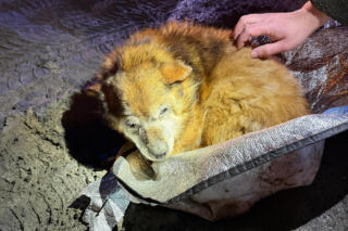 Ranny pies leżał na ulicy w Świdniku. Przerażająca teoria lokalnych mieszkańców