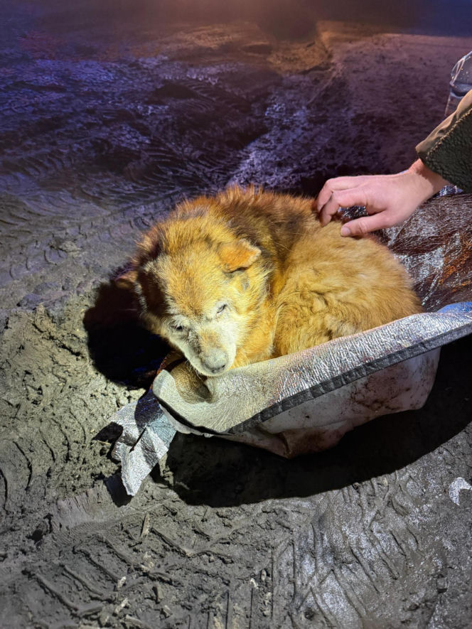 Ranny pies leżał na ulicy w Świdniku. Przerażająca teoria lokalnych mieszkańców