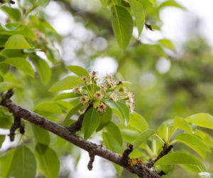 Zimna Zośka i zimni ogrodnicy - co trzeba wiedzieć?