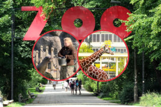 Najlepsze ogrody zoologiczne w Polsce! Tak ocenili je zwiedzający i sztuczna inteligencja